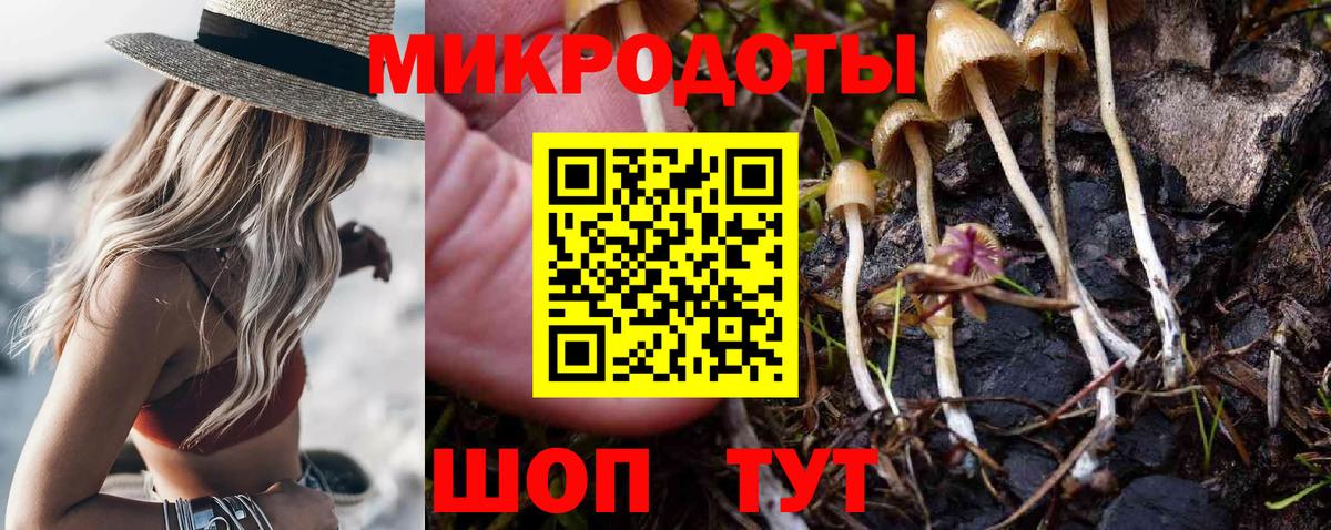 Псилоцибиновые грибы Psilocybe Саяногорск